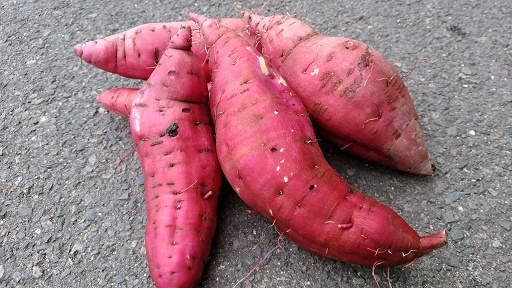 DSC_3066.jpg aya.jpg